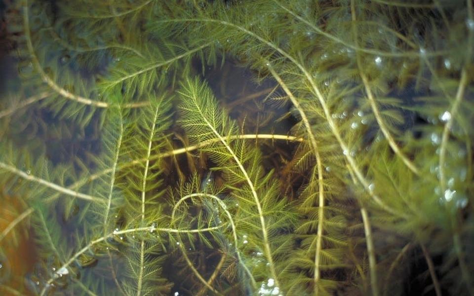 Eurasian Water Milfoil Pic