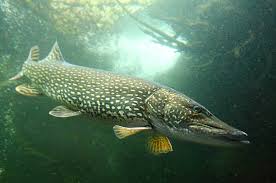 Northern Pike Swimming