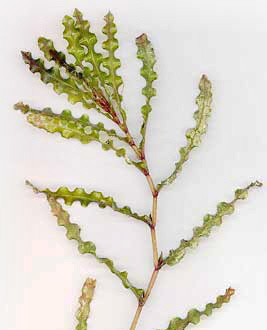 Curly Leaf Pondweed Image