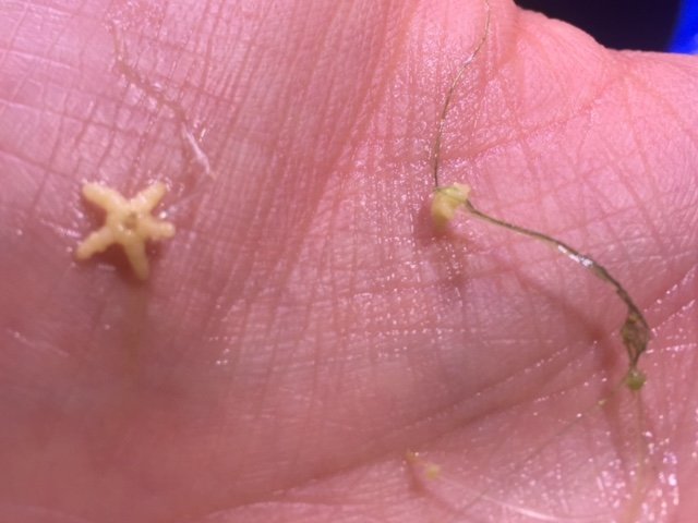 Starru Stonewort Pic