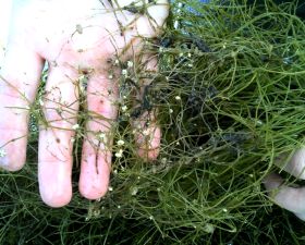 Starry Stonewort 092515