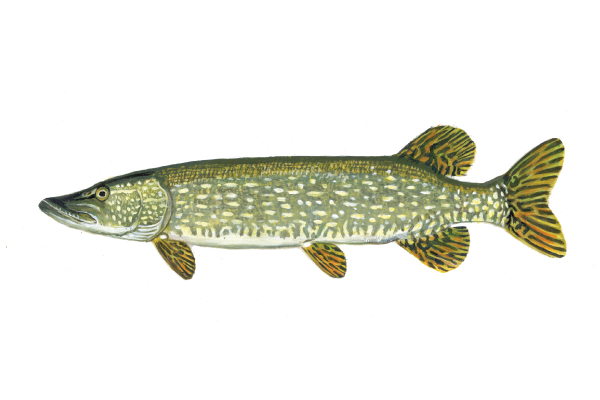 northern pike virgil beck